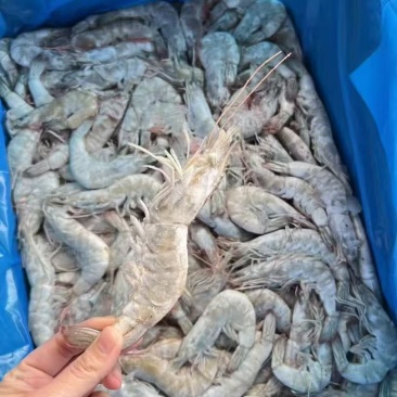 南美进口白虾，量大从优
