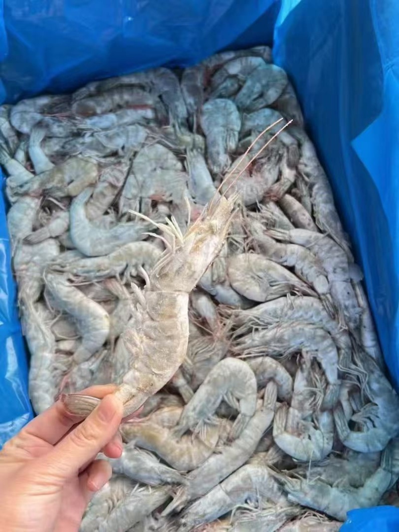 南美进口白虾，量大从优