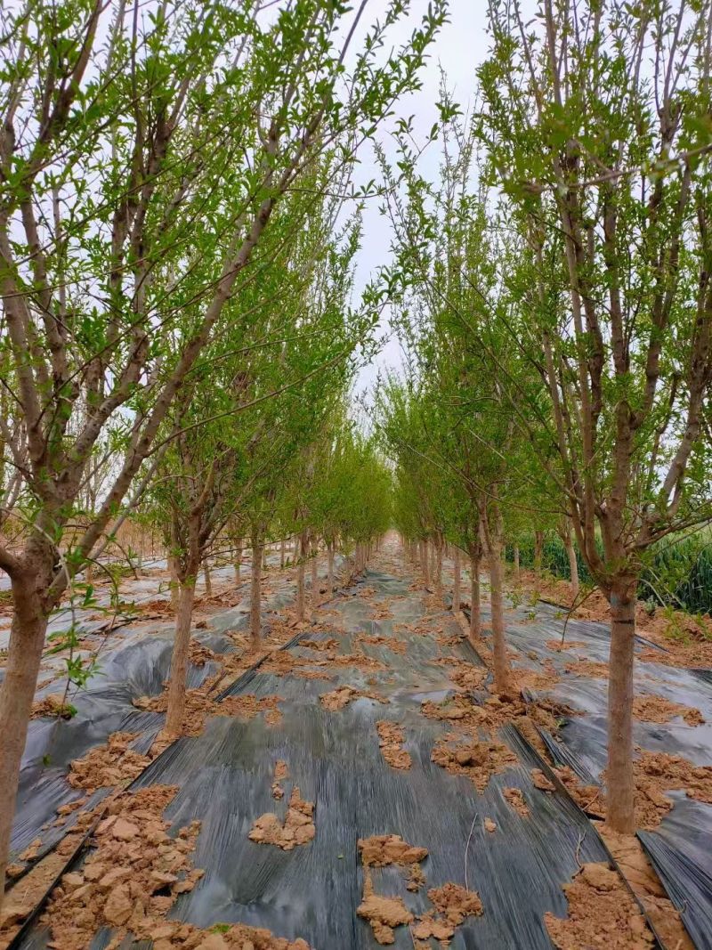 《石榴苗》泰山红石榴苗/突尼斯软籽石榴/蒙阳红石榴苗