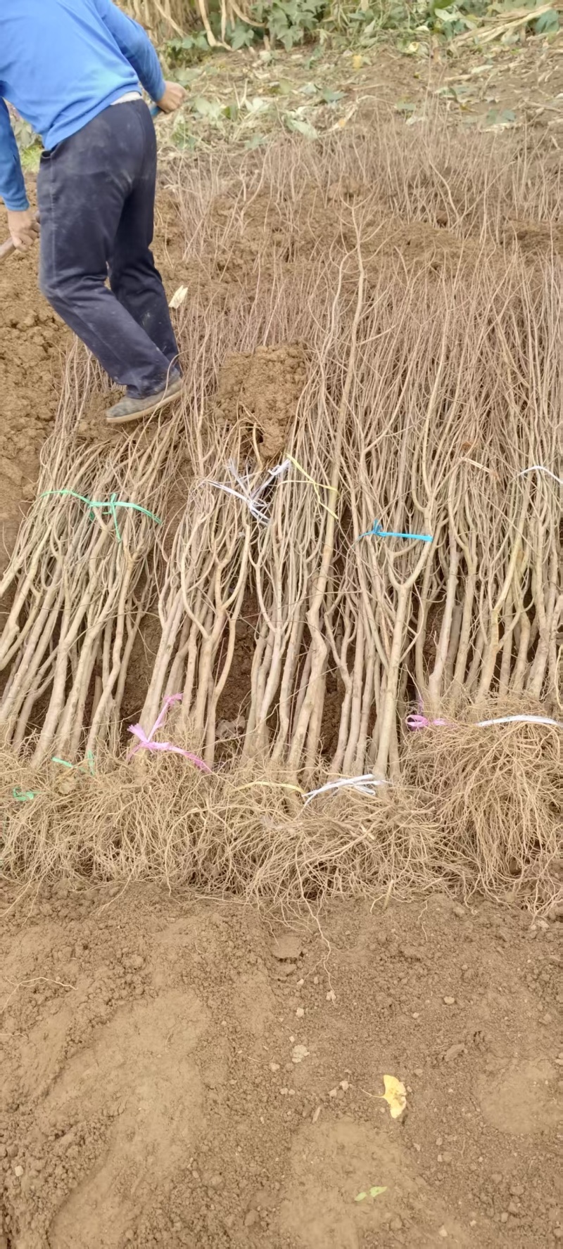 《石榴苗》泰山红石榴苗/突尼斯软籽石榴/蒙阳红石榴苗