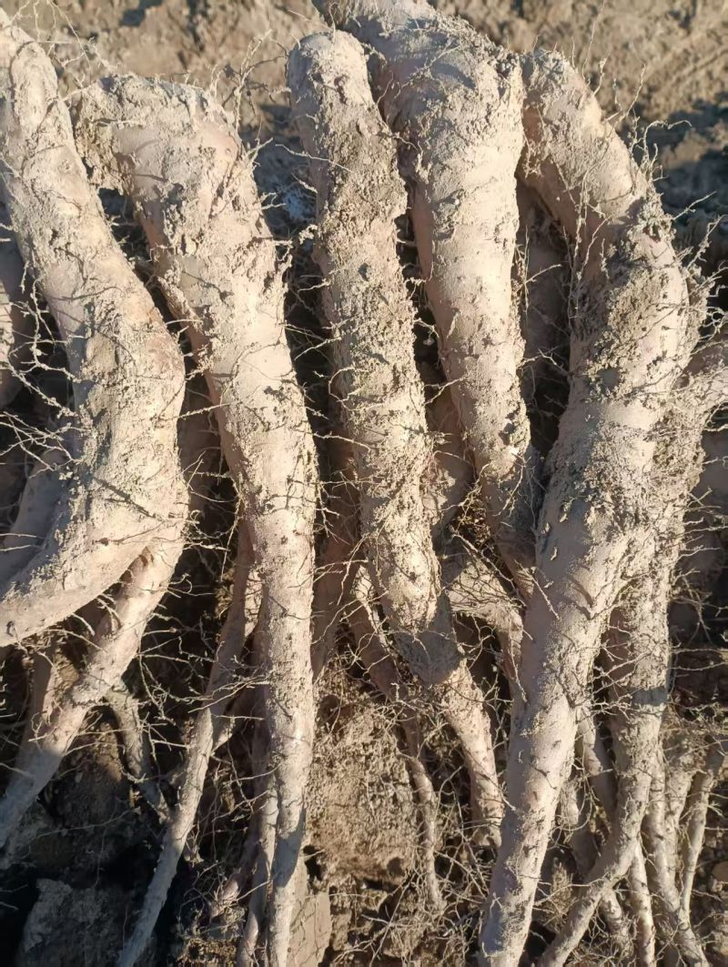 山东白玉山药豆苗