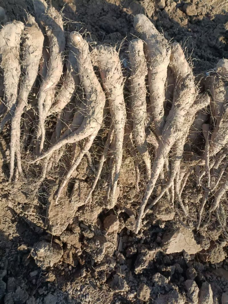 山东白玉山药豆苗