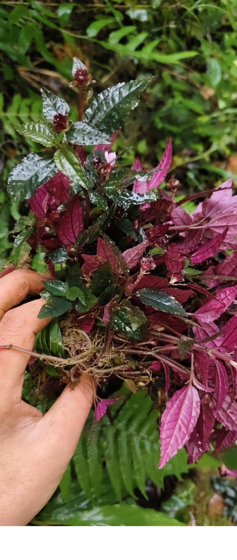 ***风柜斗草