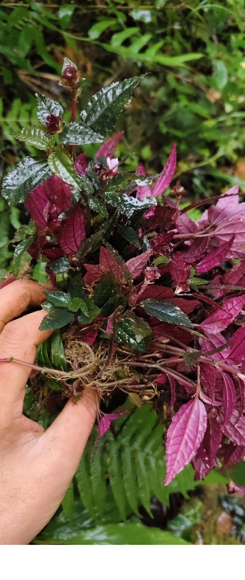 ***风柜斗草