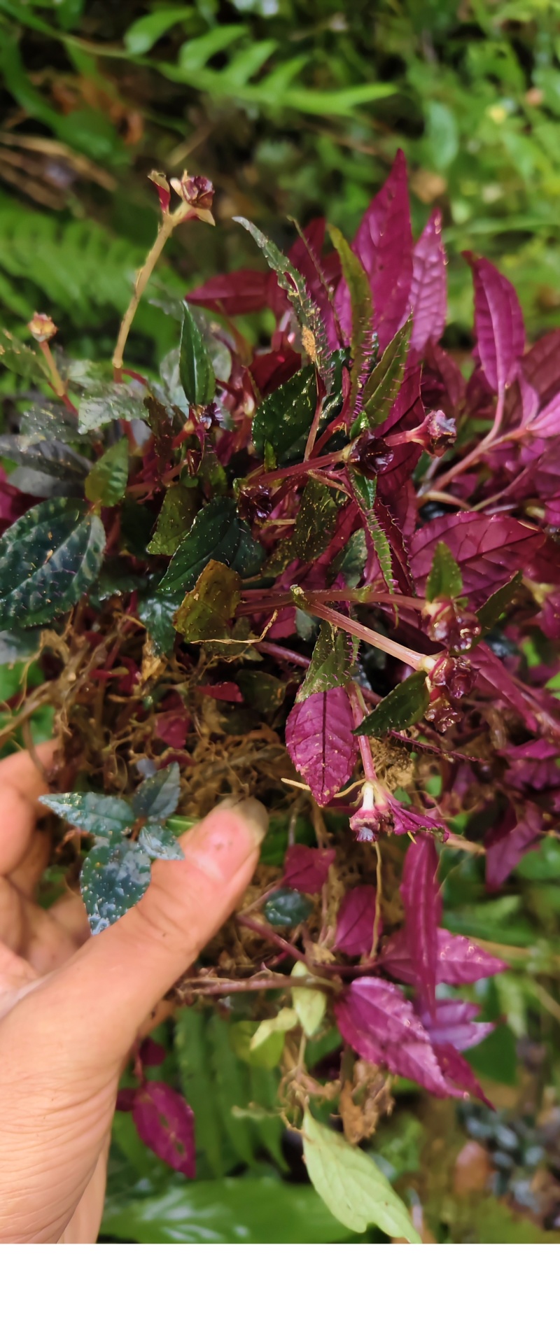 ***风柜斗草
