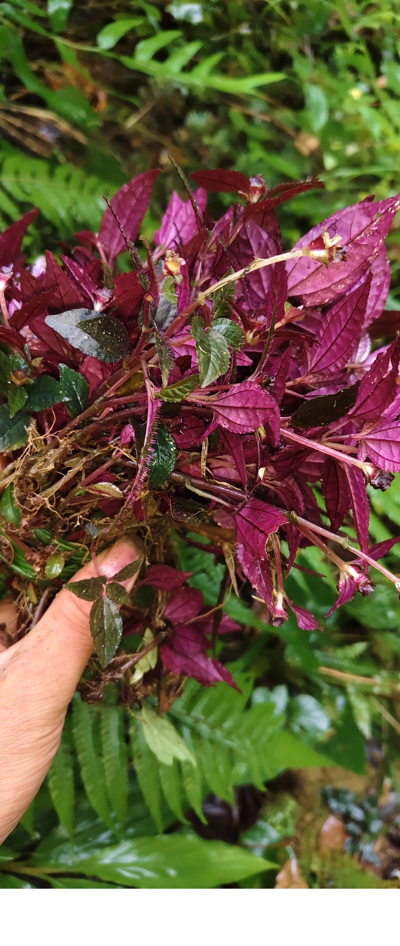 ***风柜斗草