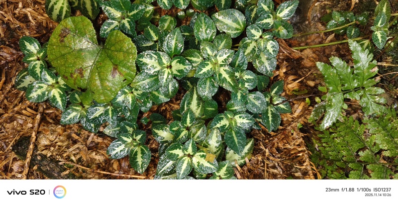 ***风柜斗草