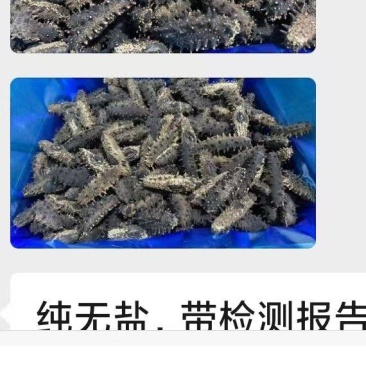 山东烟台蓬莱区湾子口当地淡干海参，厂家直营店