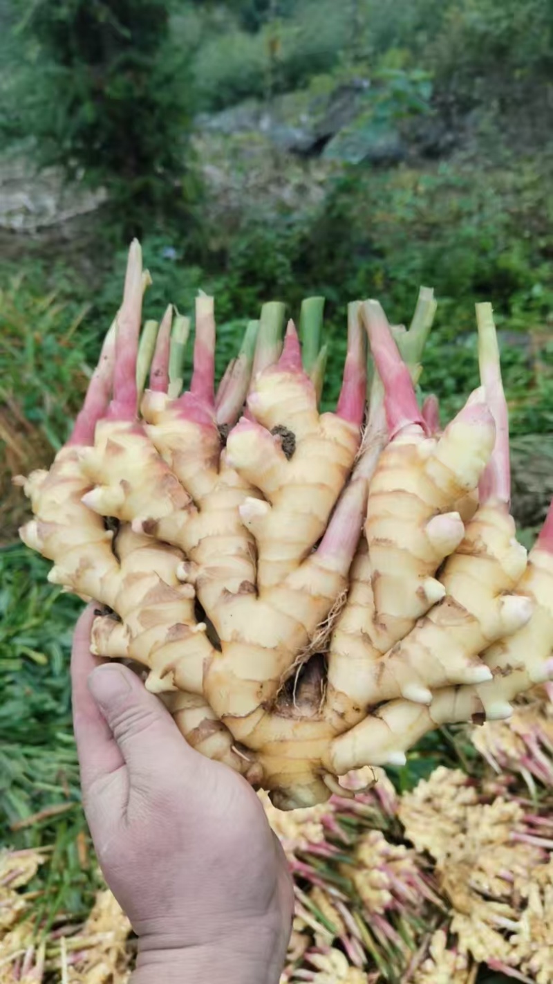 大黄姜产地直发，一手货源，价格优惠，欢迎采购