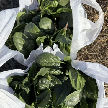 300亩北京本地菠菜出售菜棵偏小趴地