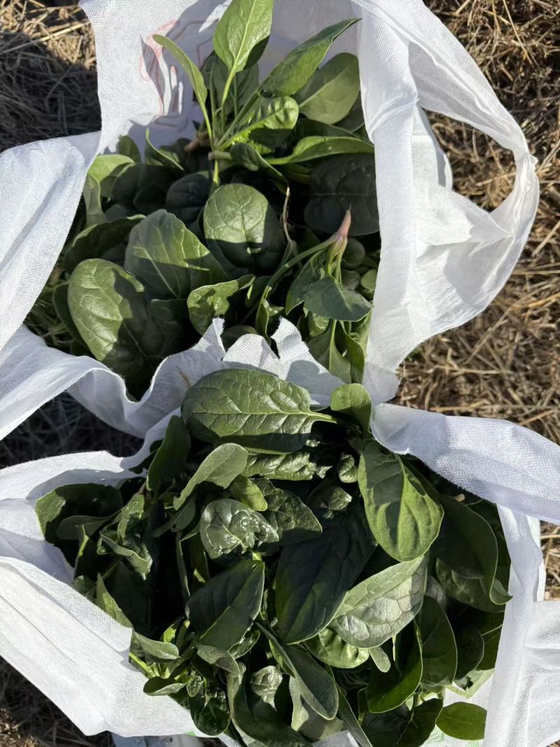 300亩北京本地菠菜出售菜棵偏小趴地
