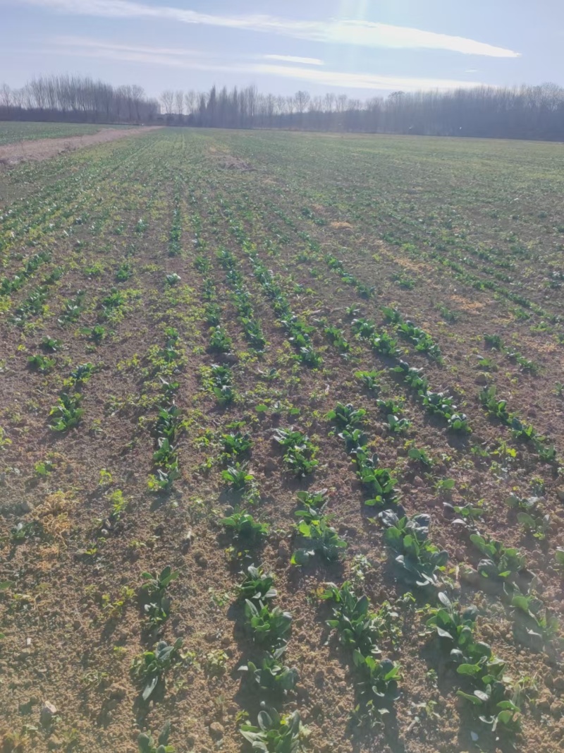 300亩北京本地菠菜出售菜棵偏小趴地