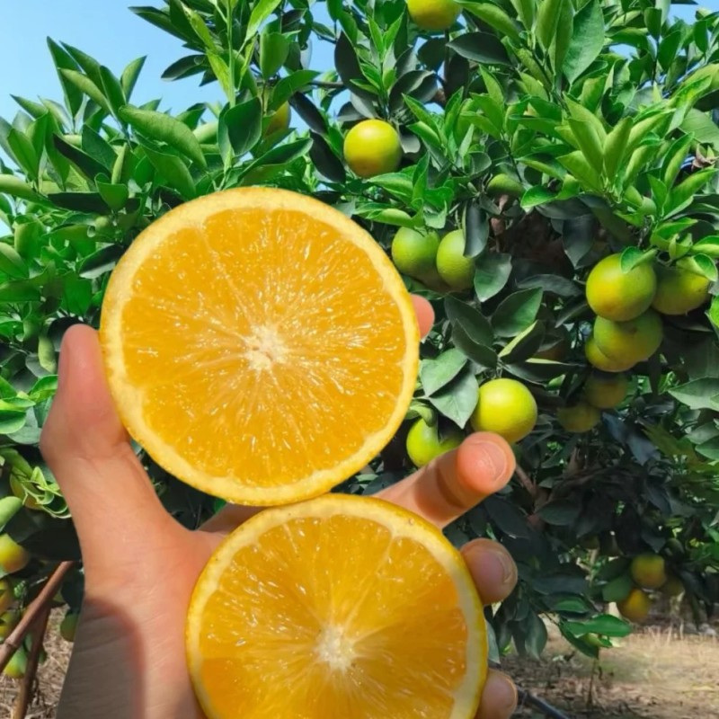 麻阳锦密冰糖橙自家种植果园现摘现发，有需要的联系我