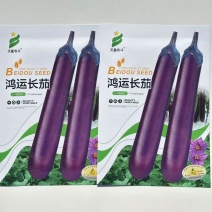 天星北斗鸿运长茄种子中晚熟果色深紫红白肉茄子种子紫红茄子