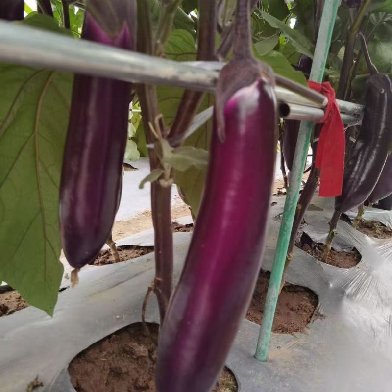 天星北斗鸿运长茄种子中晚熟果色深紫红白肉茄子种子紫红茄子