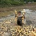 粉藕在线接单需要的联系我