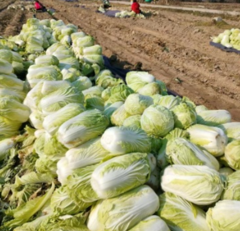 陕西富平青杂三号白菜大量接单产地直发量大从优欢迎来电