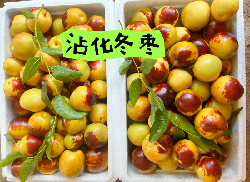 正宗沾化冬枣，脆甜无渣，大量现货，产地直发，一件代发