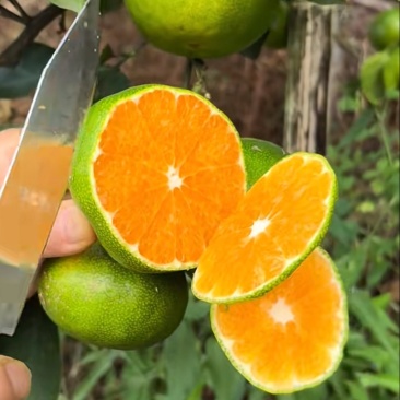 新鲜蜜桔果面干净汁水饱满口感纯甜无酸量大从优！