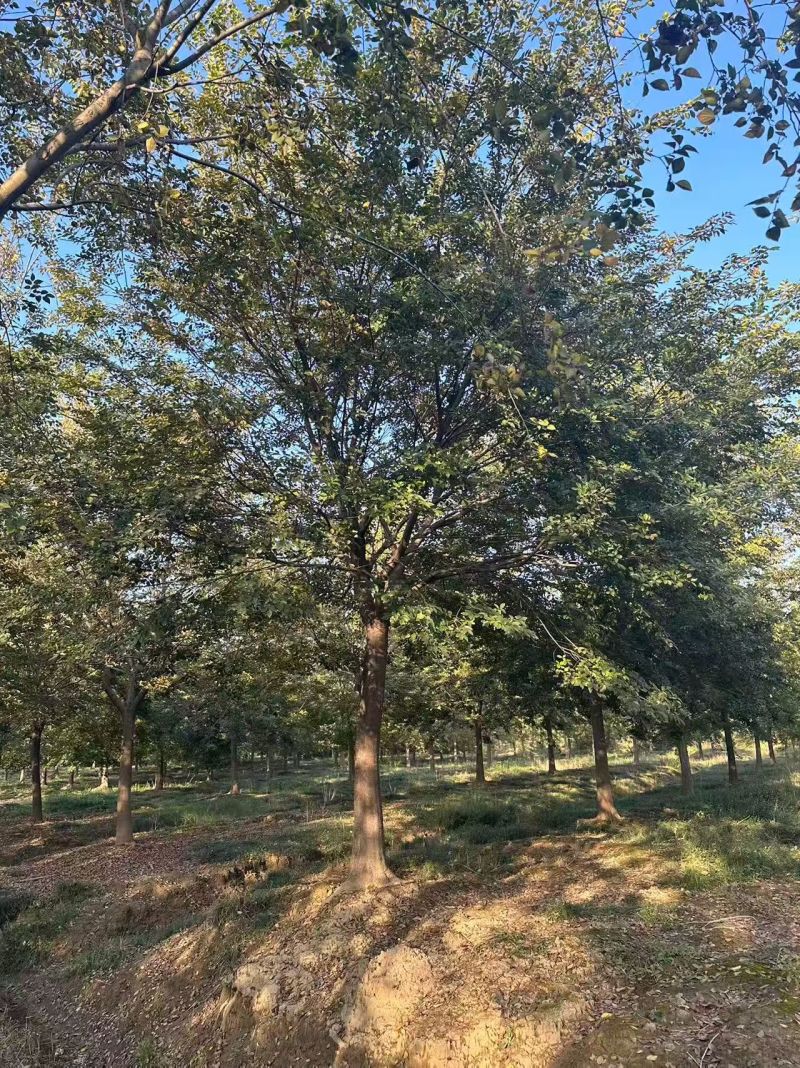 朴树价格15-20公分朴树