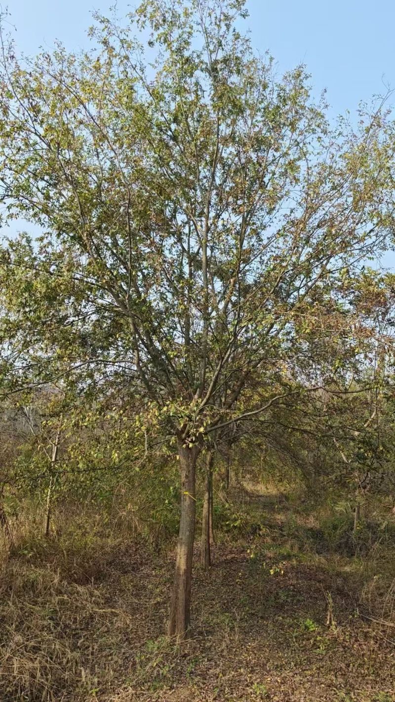 朴树价格15-20公分朴树