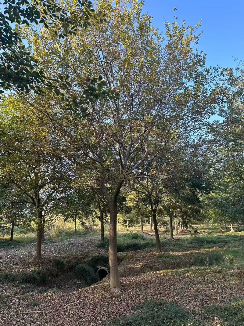 朴树价格15-20公分朴树
