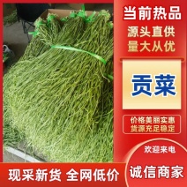 贡菜干（一件代发）规格齐全诚信经营，可视频看货代发全国