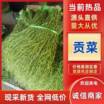 贡菜干（一件代发）规格齐全诚信经营，可视频看货代发全国