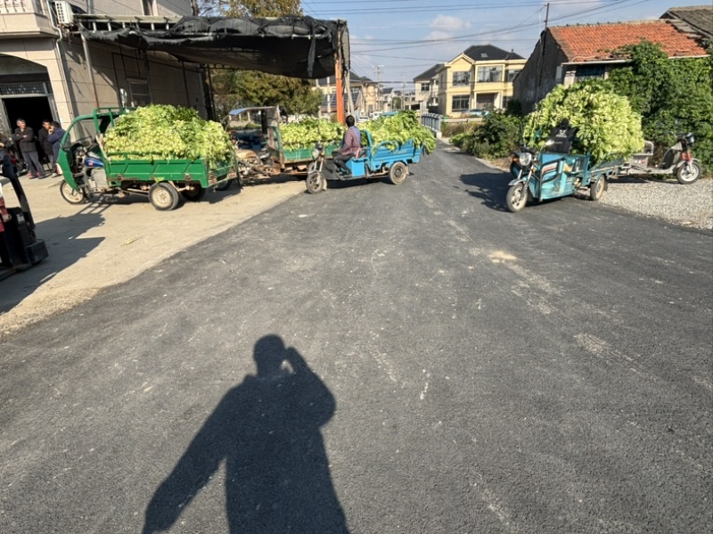 慈溪西三雪里蕻慈溪本地青雪菜上车六毛