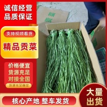 贡菜干产地一手货源，规格齐全（一件代发）对接全国客商