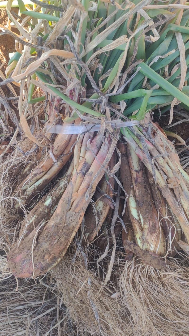 陕北精品旱地红葱