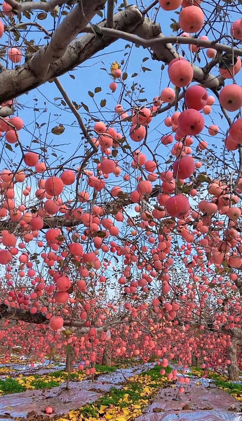 运城中条山冰糖心红富士苹果70-85各种各样