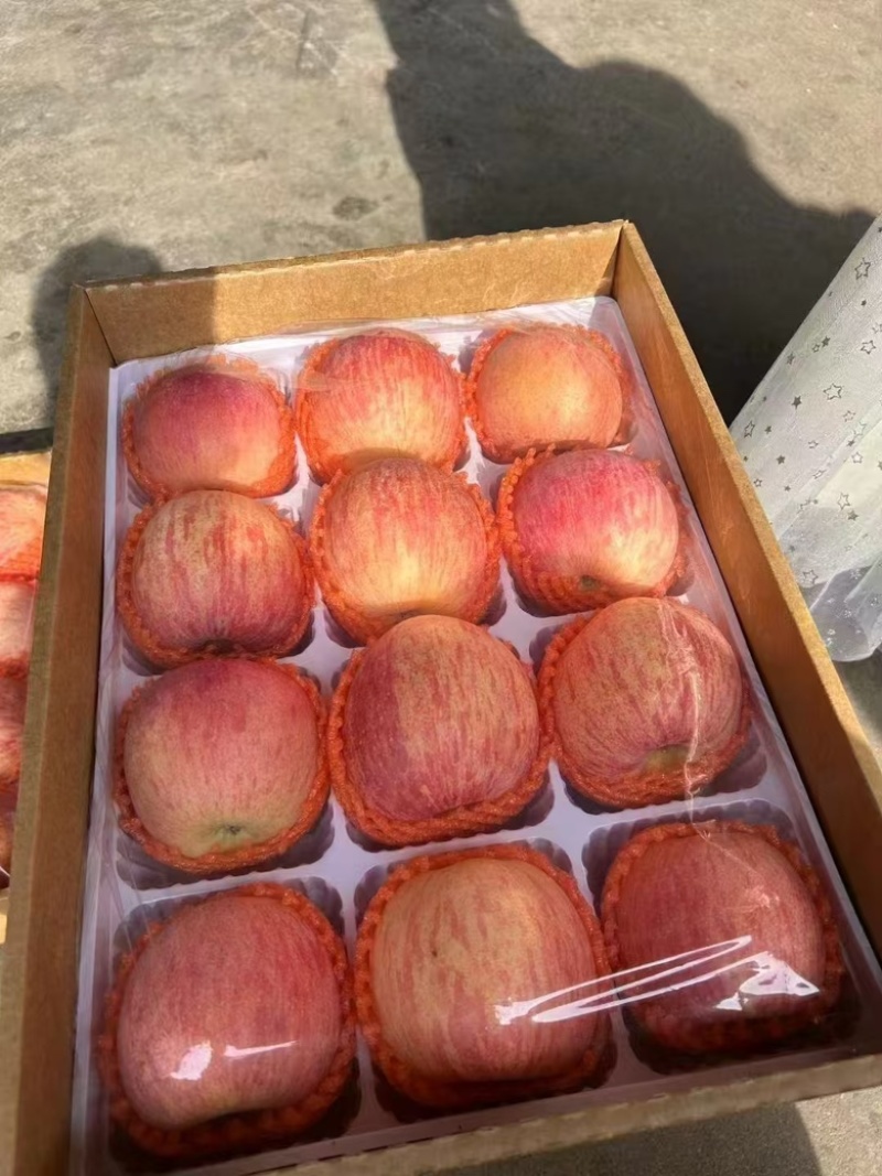 精品山东苹果红富士苹果大量供应新鲜采摘货源充足量大