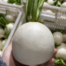 萝卜大量有货