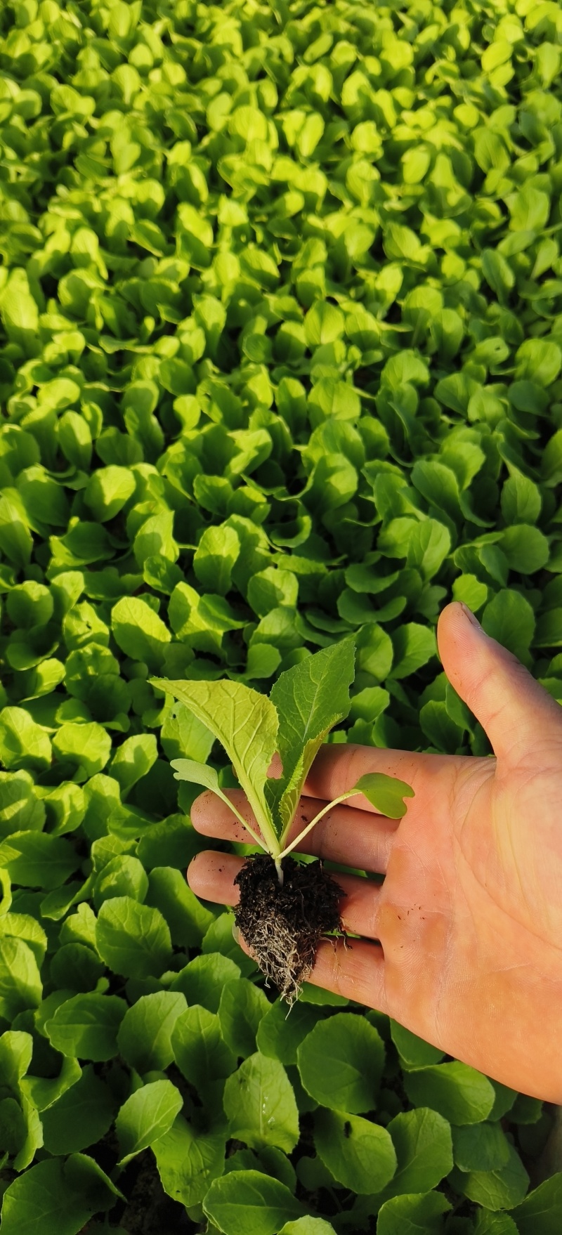 娃娃菜苗/金娃娃菜苗/大娃娃菜苗/基地现挖/抗病高产成活