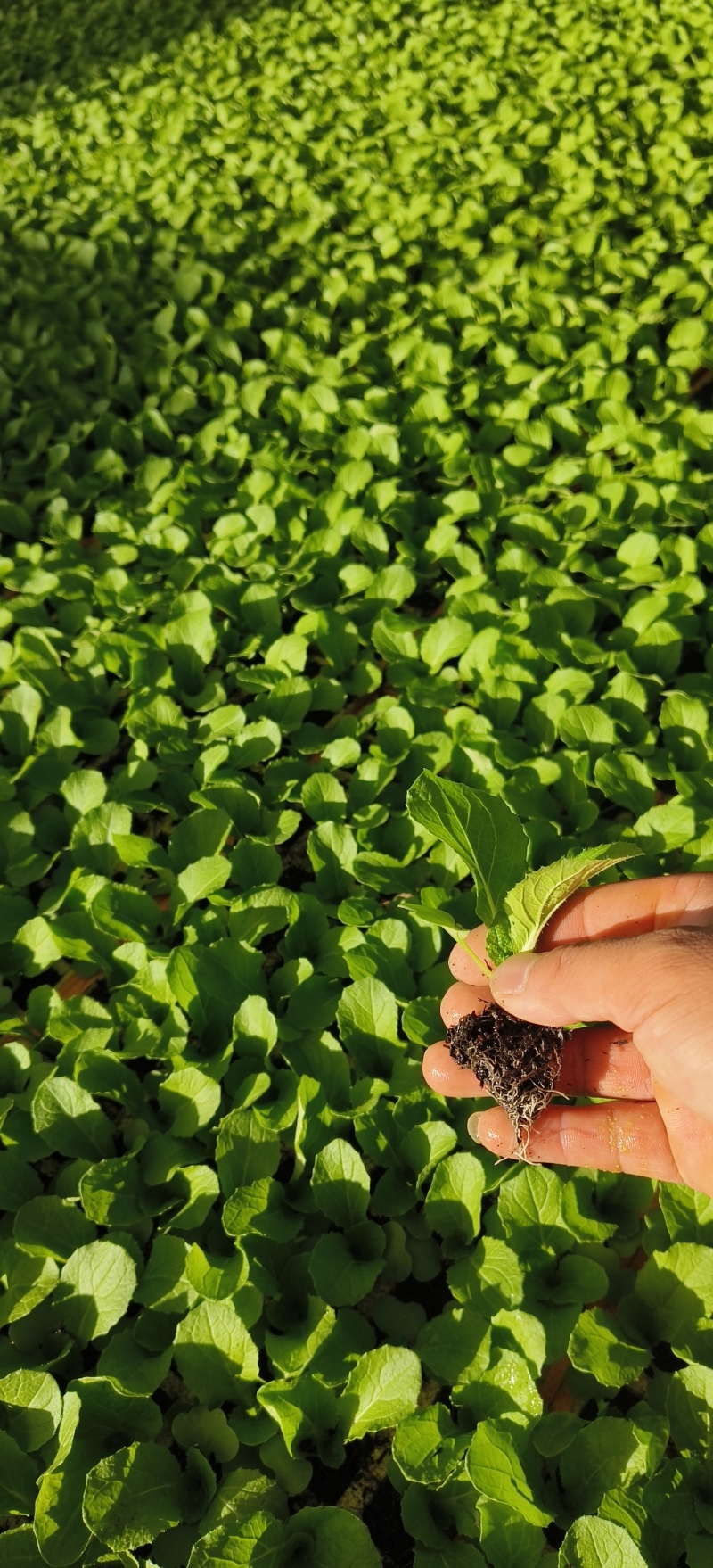 娃娃菜苗/金娃娃菜苗/大娃娃菜苗/基地现挖/抗病高产成活