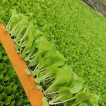娃娃菜苗/金娃娃菜苗/大娃娃菜苗/基地现挖/抗病高产成活