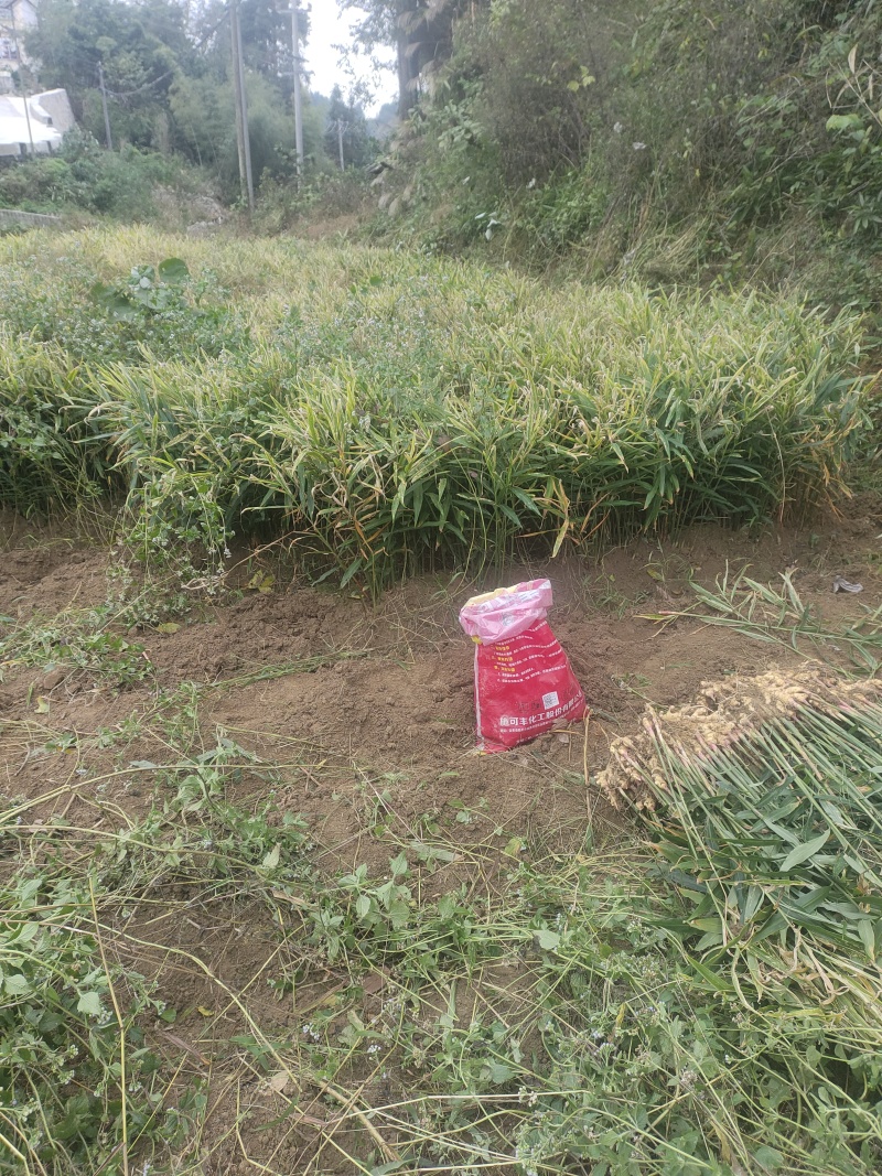 贵州省黔东南本地黄姜