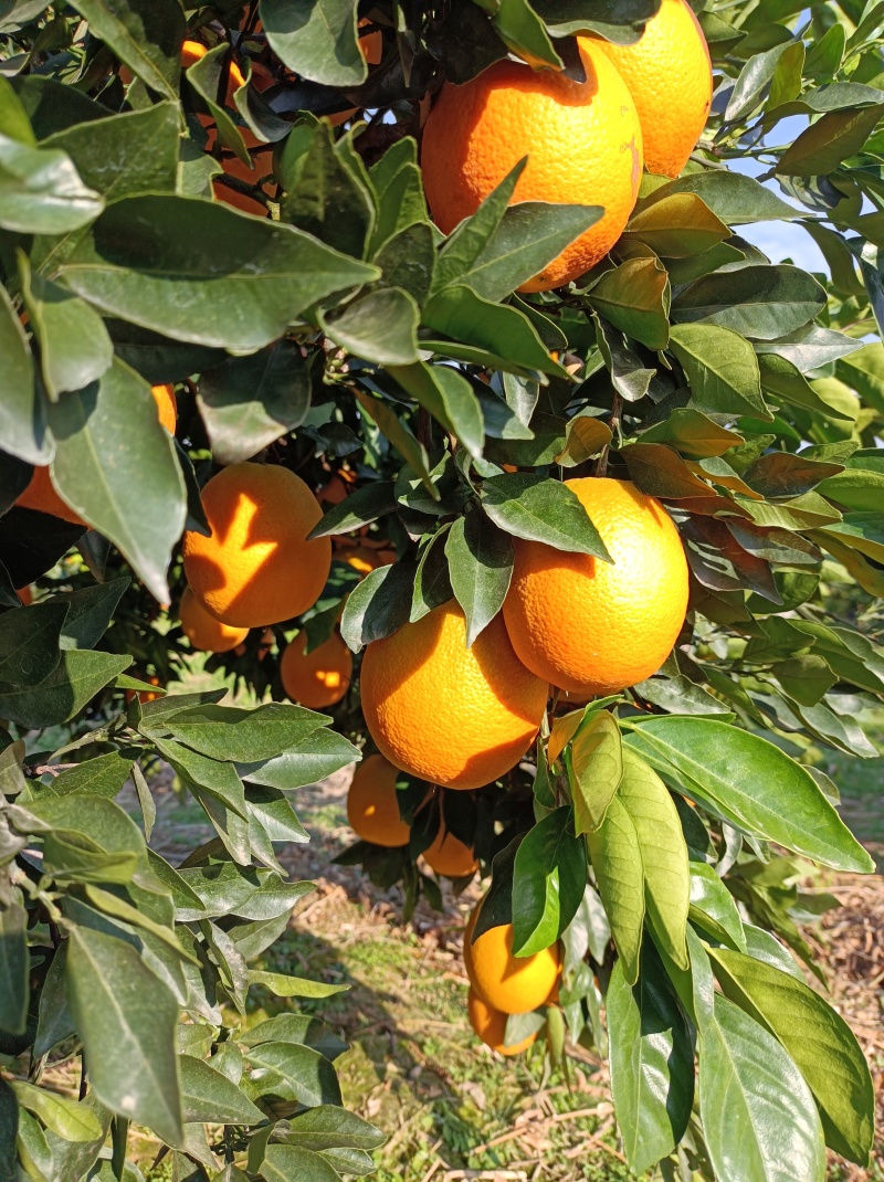 枝江脐橙