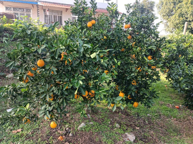枝江脐橙