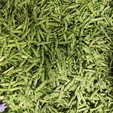 油豆山东四季豆油豆大量现货供应，规格齐全，代发全国客商