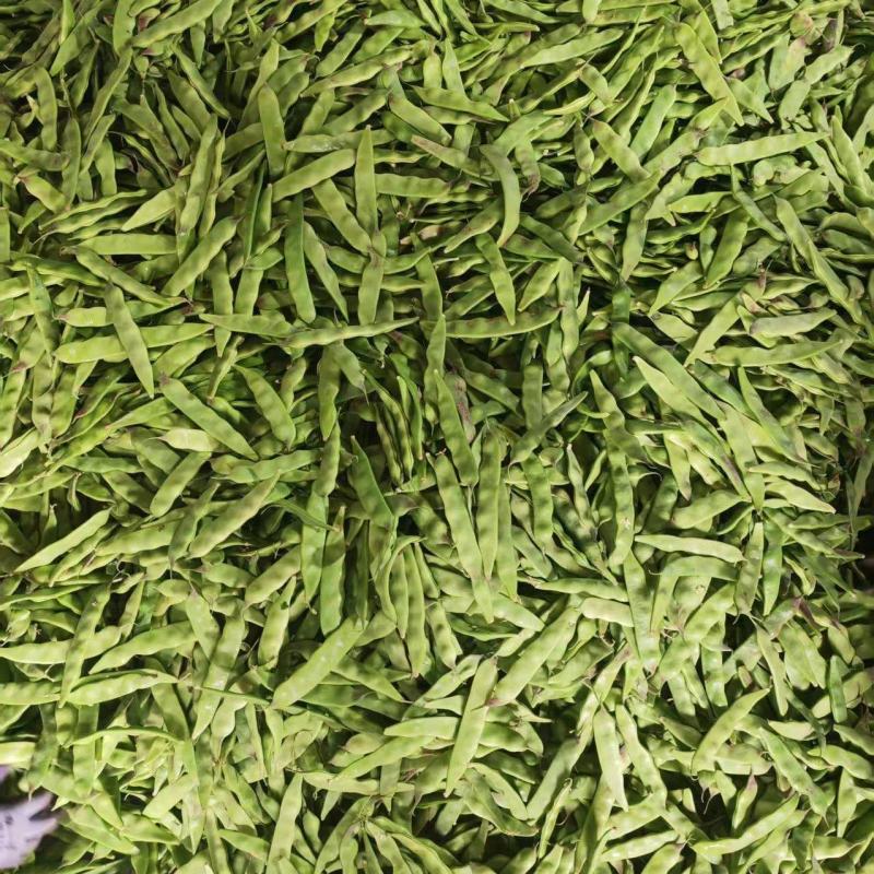 油豆山东四季豆油豆大量现货供应，规格齐全，代发全国客商