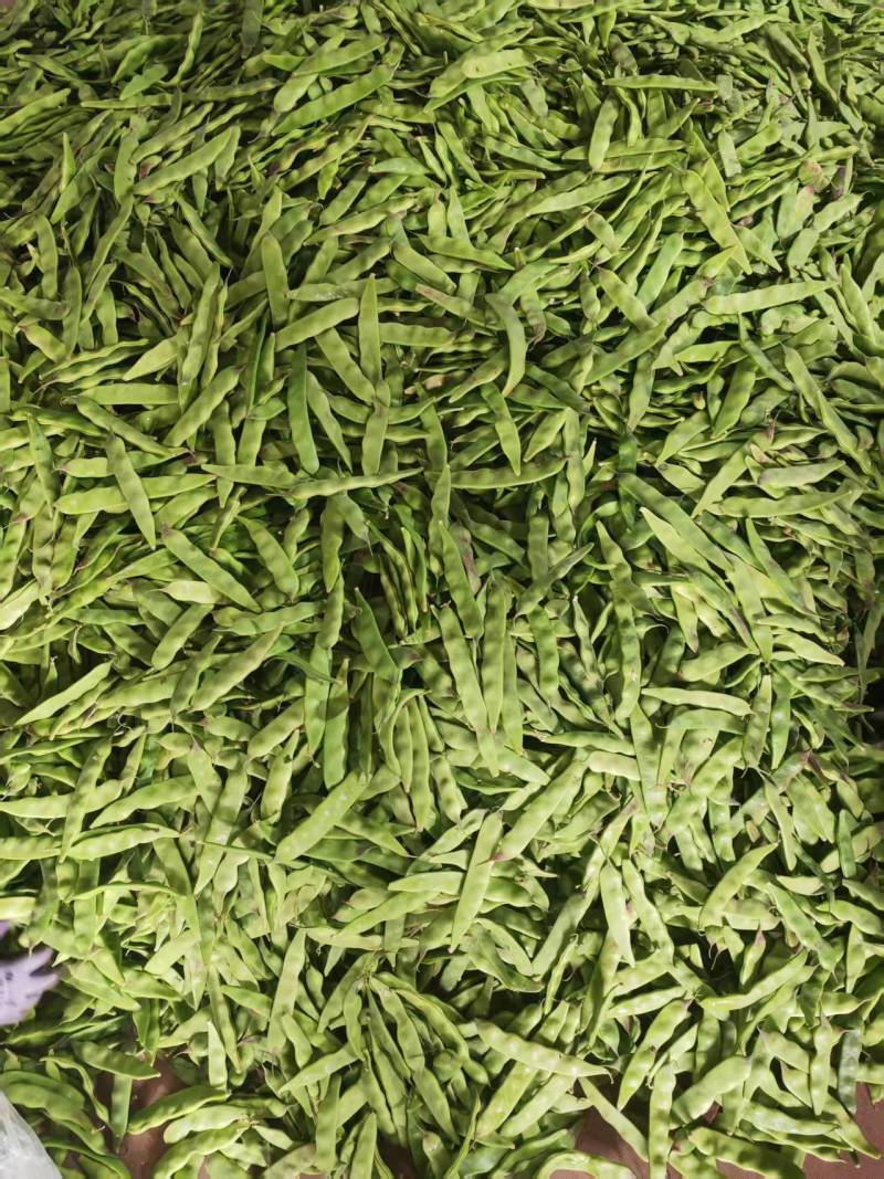 油豆山东四季豆油豆大量现货供应，规格齐全，代发全国客商