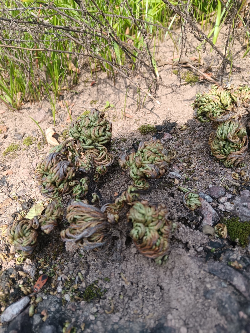 九死还魂草，卷柏，新鲜可种