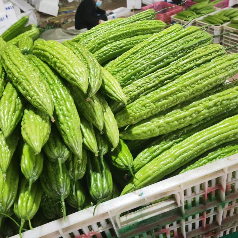 苦瓜山东青州绿元帅苦瓜（一手货源，量大从优）对接市场批发
