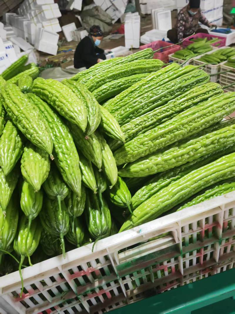 苦瓜山东青州绿元帅苦瓜（一手货源，量大从优）对接市场批发