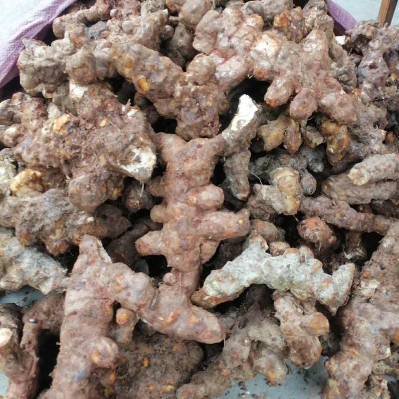 土茯苓，本地新鲜土茯苓野生货长期有货