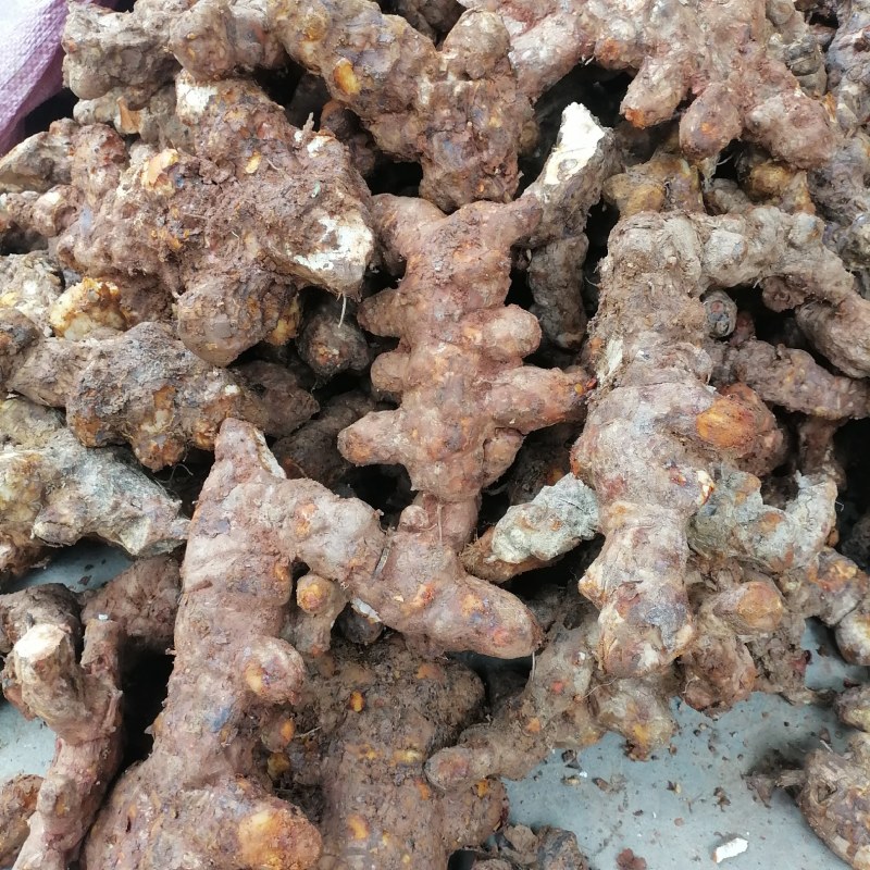 土茯苓，本地新鲜土茯苓野生货长期有货