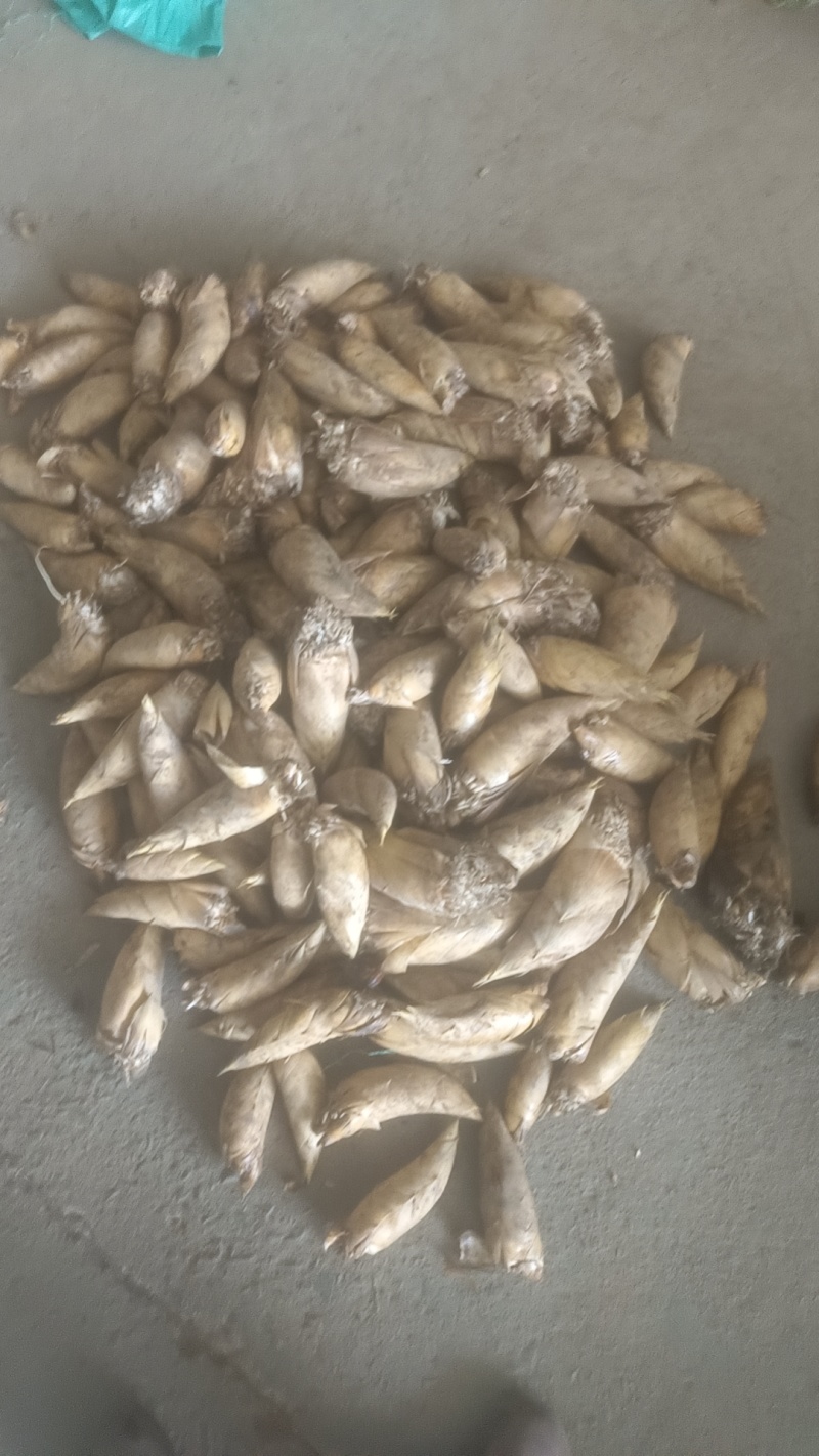 江西宜丰黄泥冬笋产地大量上市规格齐全产地直发