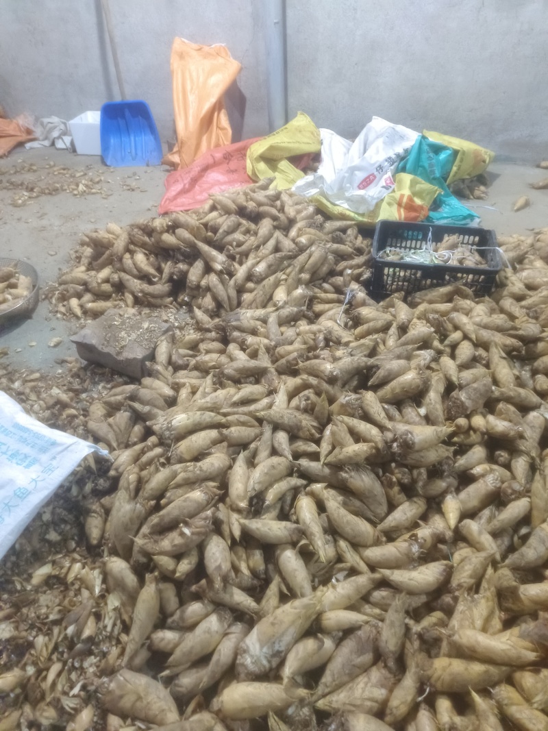 江西宜丰黄泥冬笋产地大量上市规格齐全产地直发